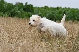 WESTIE 338